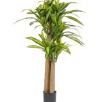 VEGETAL – Artificial Dragon Tree "Real Touch" with Pot H150